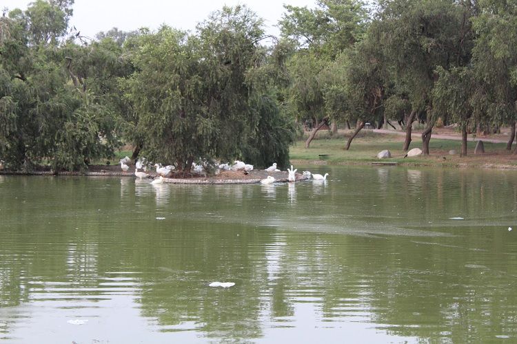 Lake at Rajghat with swans