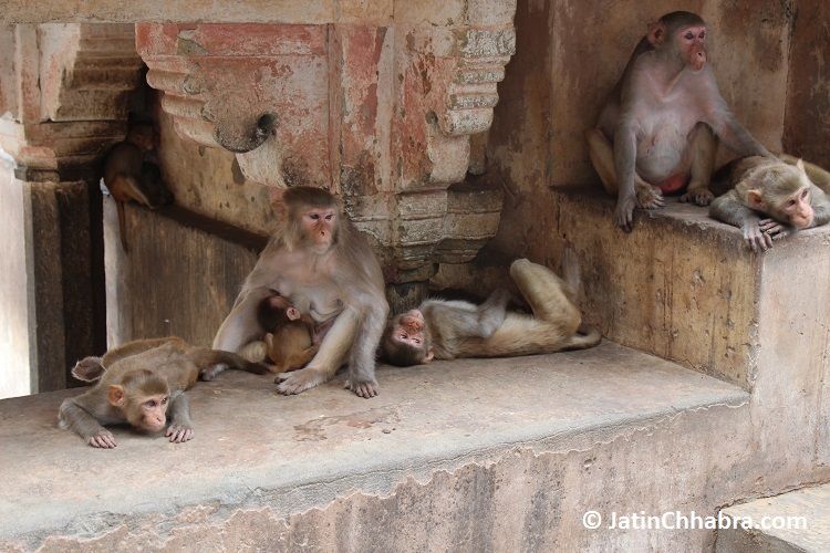 Top floor monkeys