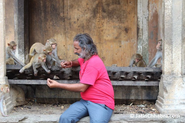 Mr Monkey Man attraction three monkeys with peanuts at Galta ji temple jaipur