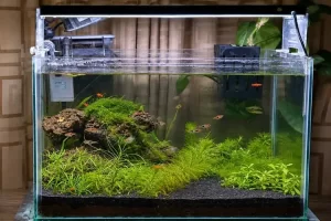 18 inch planted aquarium view