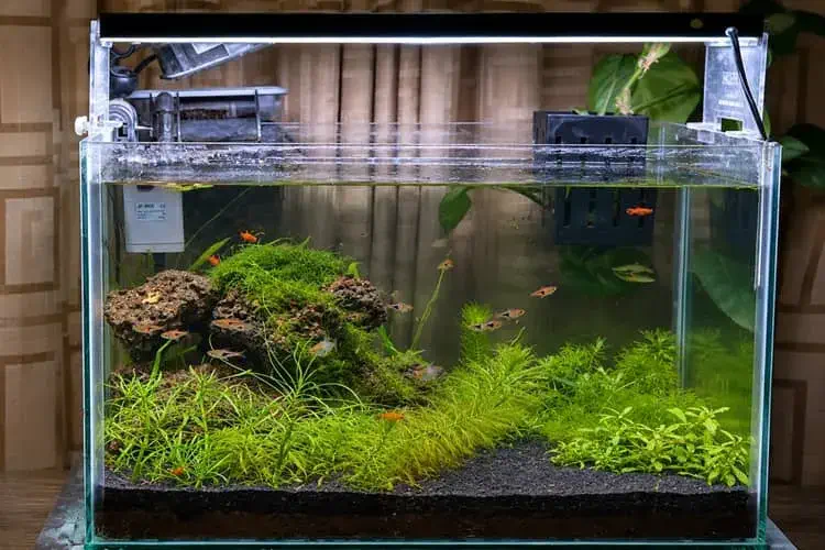 18 inch planted aquarium view