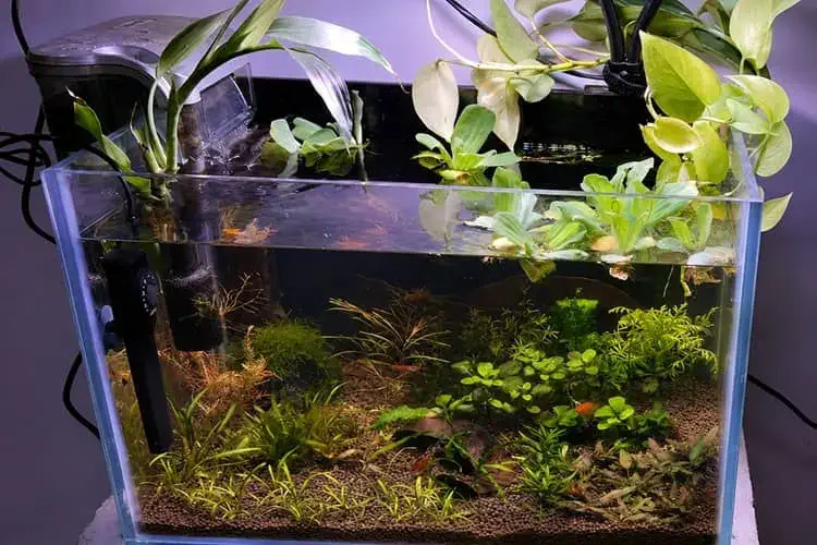 8mm extra clear 18 inch planted aquarium