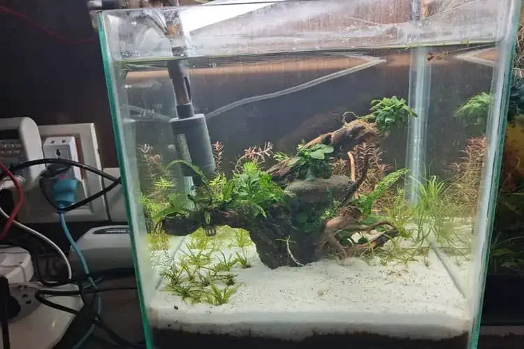 Anubias plant in my 1 feet cube
