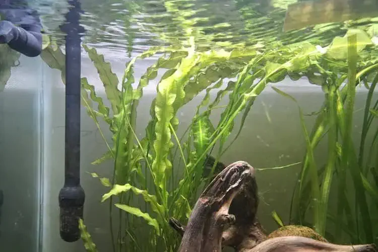 Aponogeton crispus bulb plant view