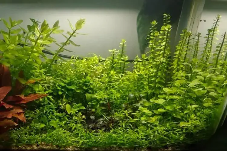 Bacopa caroliniana plant view