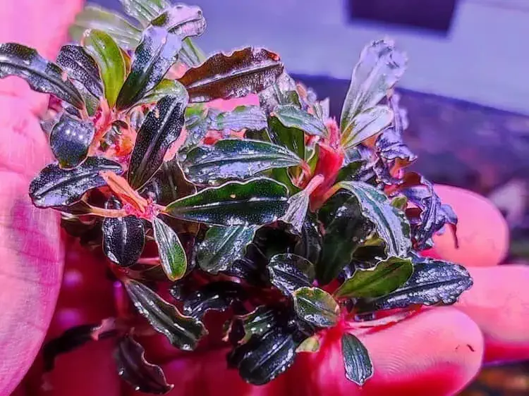 Bucephalandra plant view