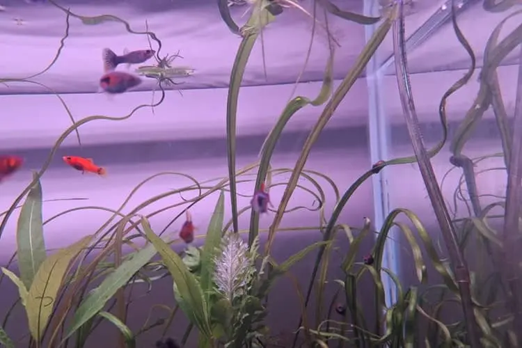 Cryptocoryne spiralis in my 2 feet tank