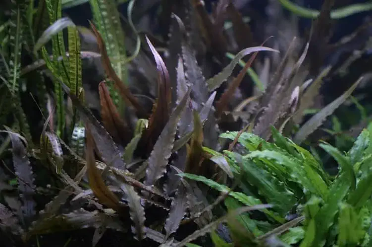Cryptocoryne wendtii Tropica plant view