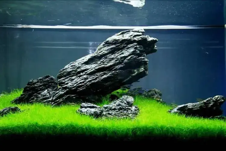 Dwarf Hairgrass plant view