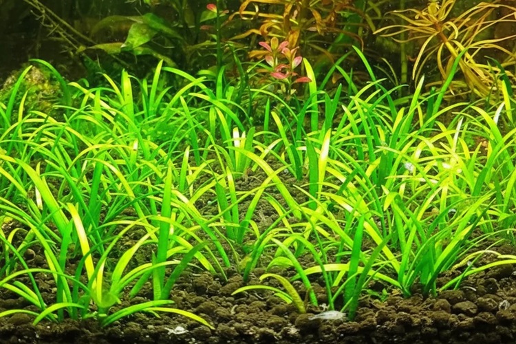 Dwarf Sagittaria plant view