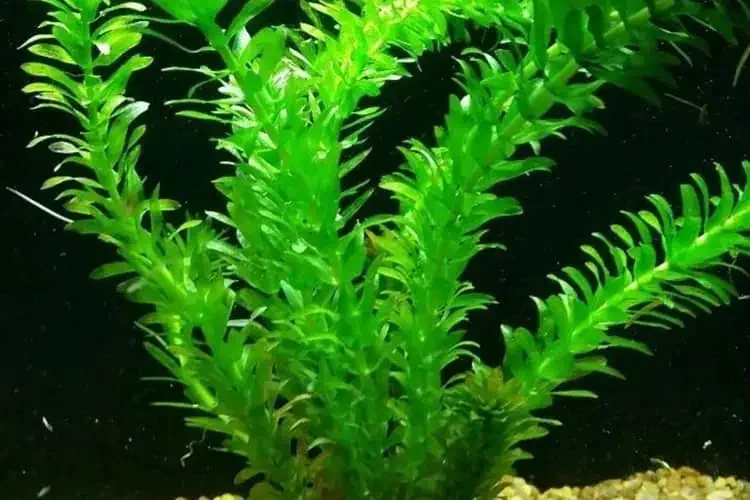 Elodea plant view