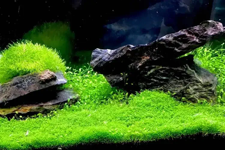 HC Cuba plant view