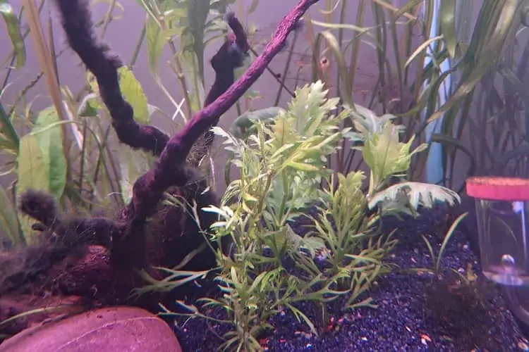 Hygrophila difformis plant in my 2 feet tank
