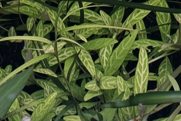 Hygrophila polysperma rosanervig in my 2 feet planted tank