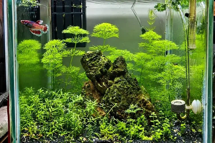 Limnophila sessiliflora in my 1 feet betta cube