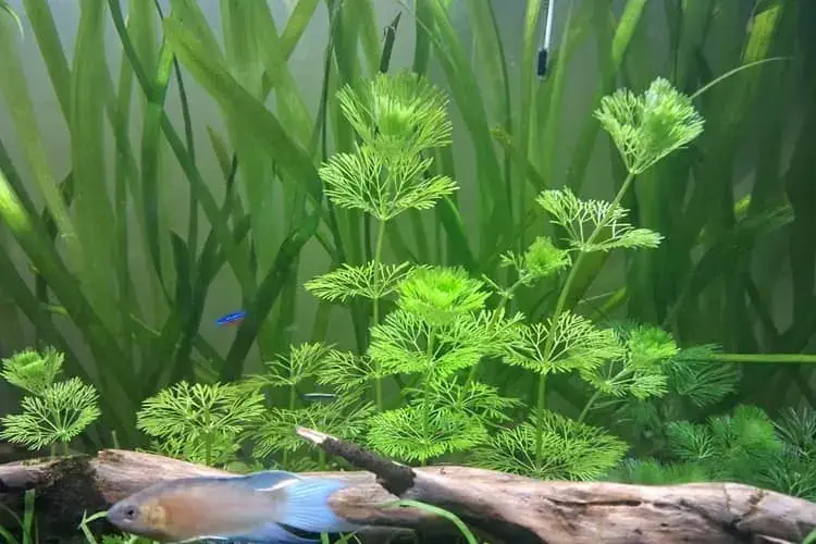 Limnophila sessiliflora plant view