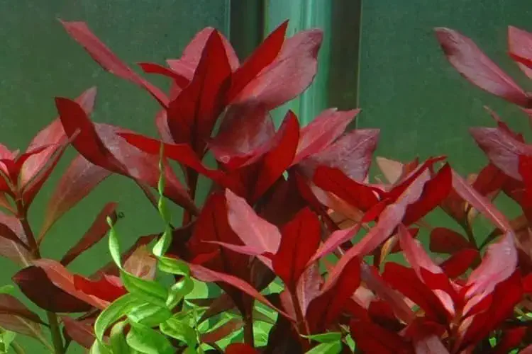 Ludwigia palustris super red plant view