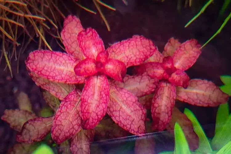 Ludwigia senegalensis plant view
