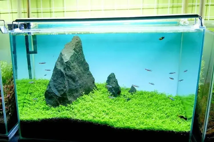 Monte Carlo plant view