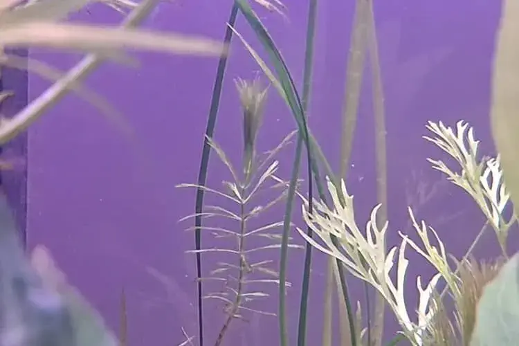 Myriophyllum aquaticum Parrot Feather plant in my 2 feet tank