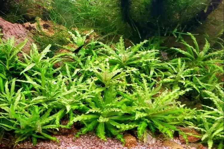 Pogostemon Helferi plant view
