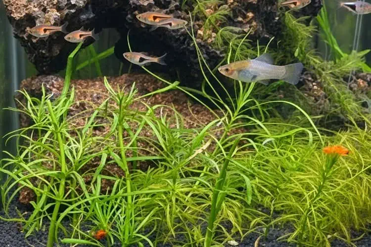 Pogostemon stellatus Octopus plant in my 18 inch length planted tank