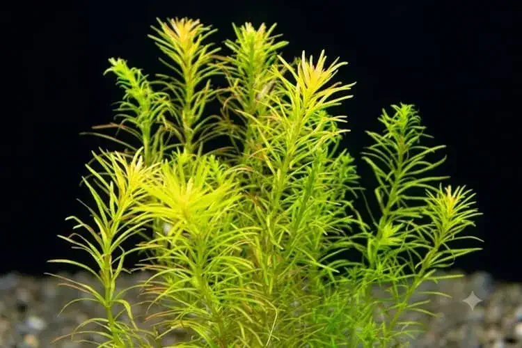 Rotala nanjenshan plant view