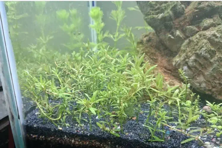 Rotala rotundifolia Green plant view