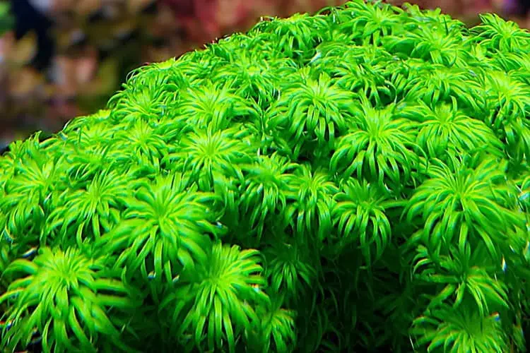 Tonina fluviatilis plant view
