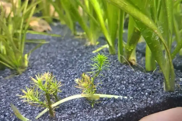 Vallisneria gigantea runner root