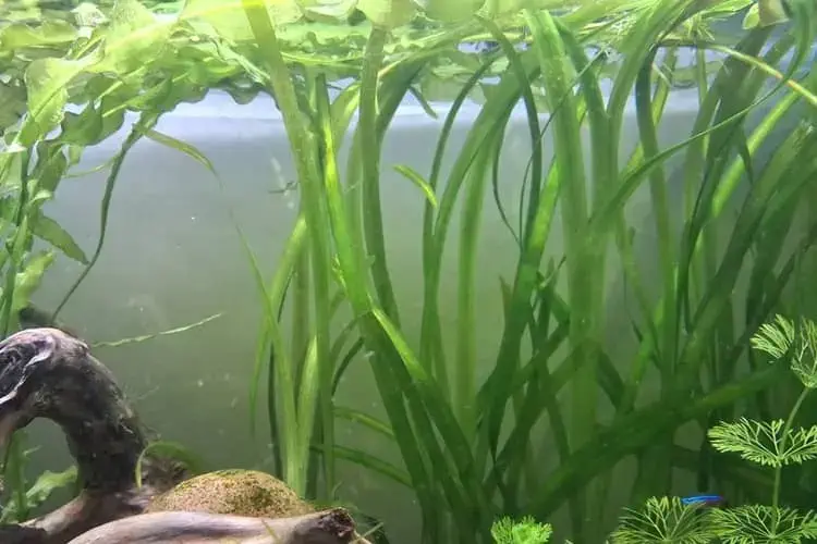 Vallisneria plant view
