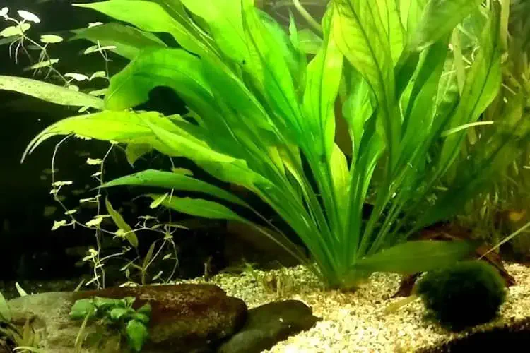 amazon sword big plant view