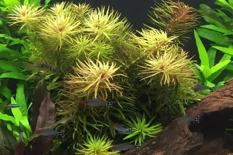 limnophila aromatica plant view