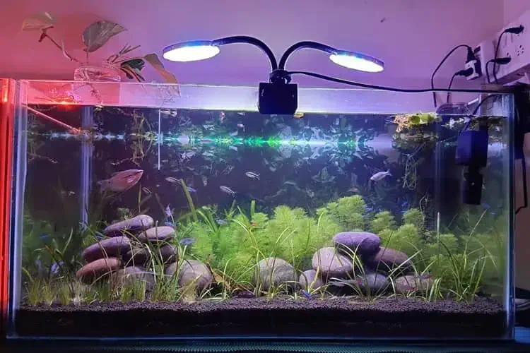 my 3 feet planted tank