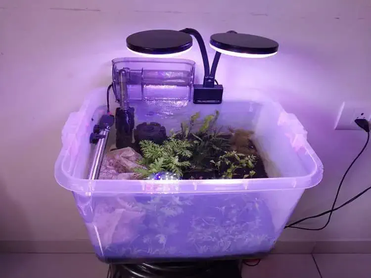 My 1st planted aquarium in plastic container