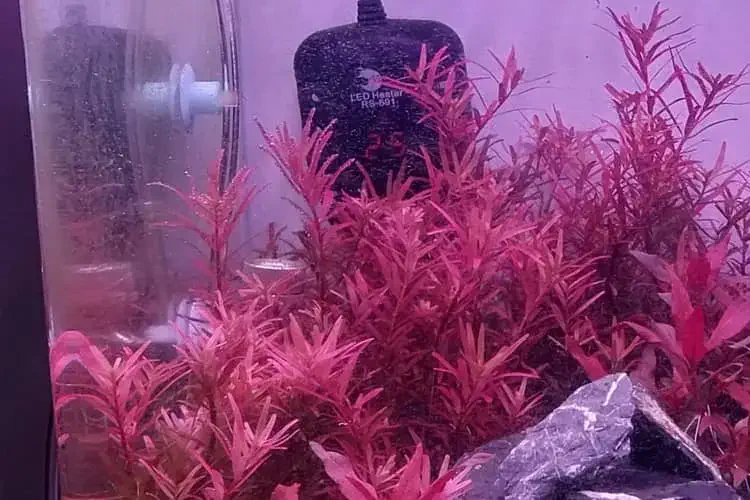 rotala hra in my 2 feet planted tank