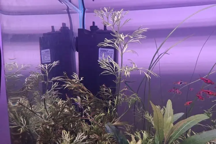 water sprite in my 2 feet tank