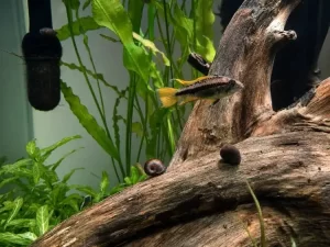 My Apistogramma cacatuoides orange flash from 2.5 feet planted tank