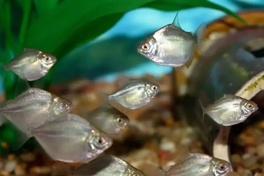 Silver Dollar Fish view