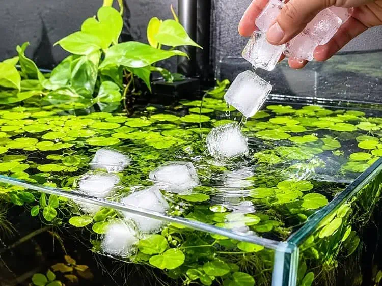 ice cubes adding in aquarium view