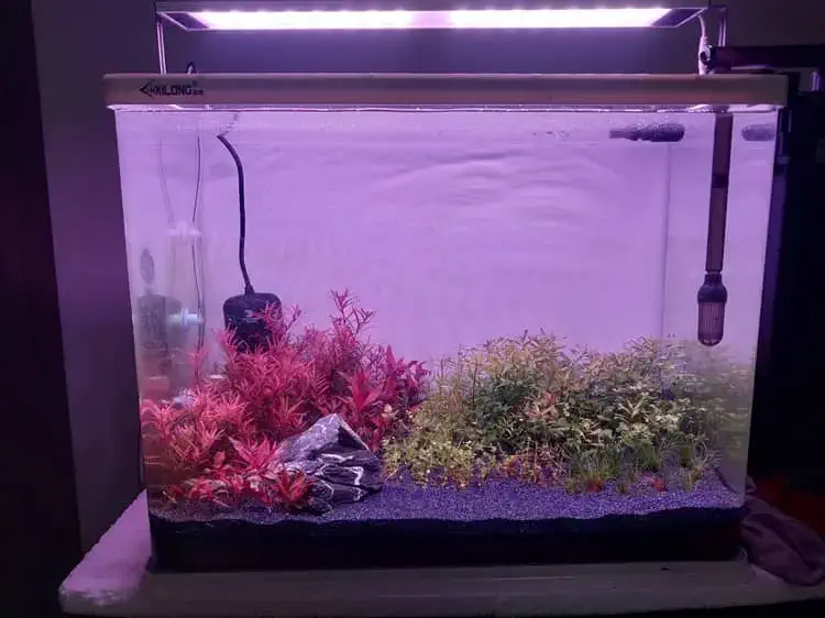 my 2 feet planted tank