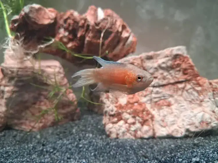 my 3rd paradise gourami fish